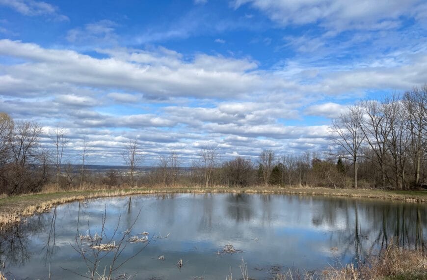 A round pond reflects the fluffy clouds in the blue sky and the shrubs surrounding it.