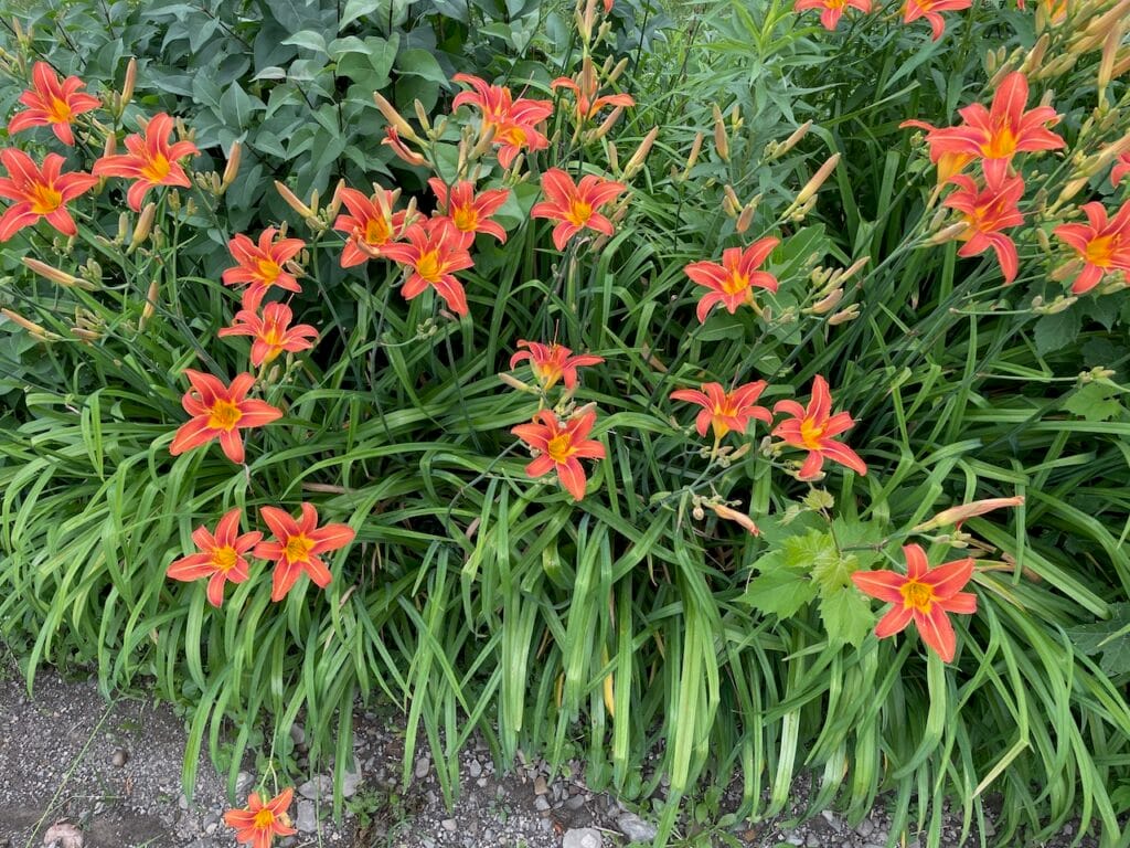The bed of orange wild lilies that became the cover art for the trumpet and pipe organ suite "Fugue and Fantasy" by Stan Stewart.