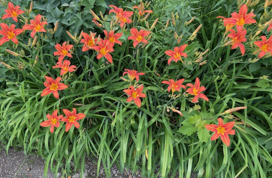 The bed of orange wild lilies that became the cover art for the trumpet and pipe organ suite "Fugue and Fantasy" by Stan Stewart.