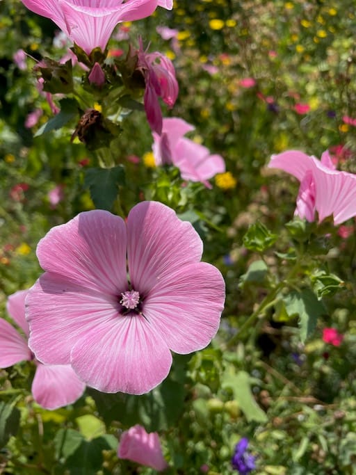 Pink flowers -- some fresh and some wilted -- in a garden. These wildflowers can be used to create medicine.