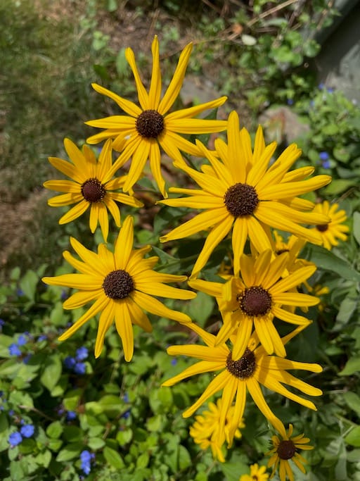 A cluster of flower blooms with narrow, yellow petals. Wildflowers like this can be used to make medicine.