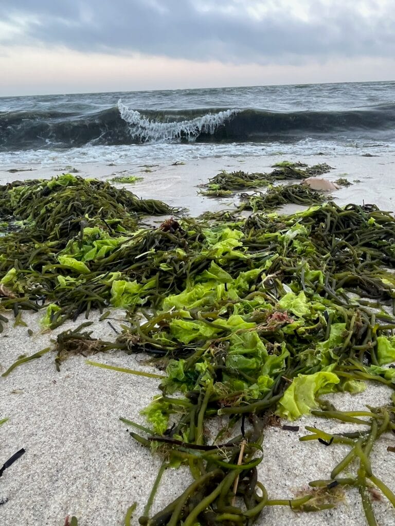 Seaweed covers a beach. The ocean surf is coming towards it.
