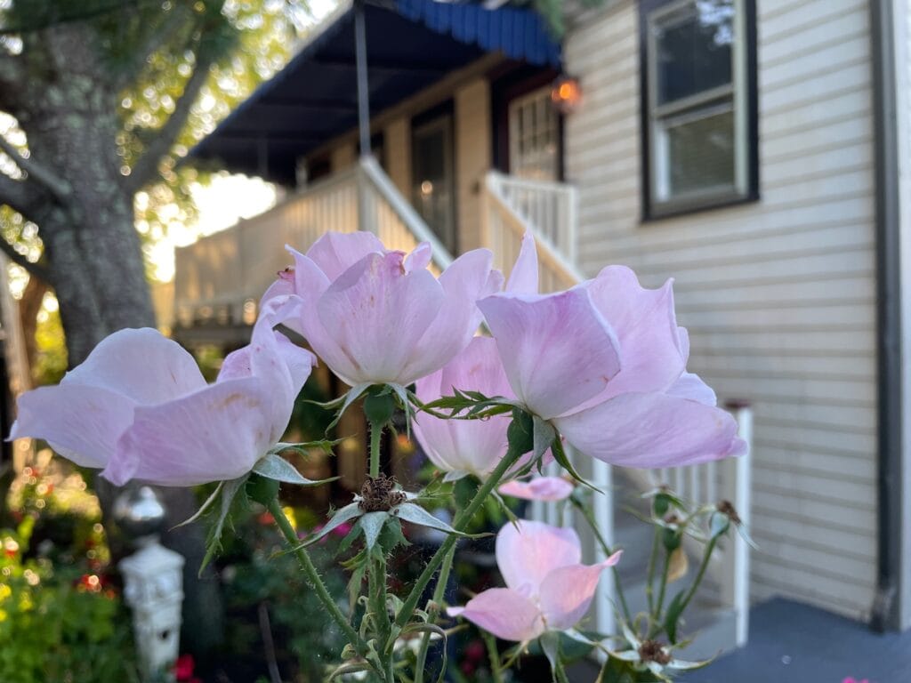 Pink flowers (in focus, in the foreground) in front of a cottage (blurry, in the background).