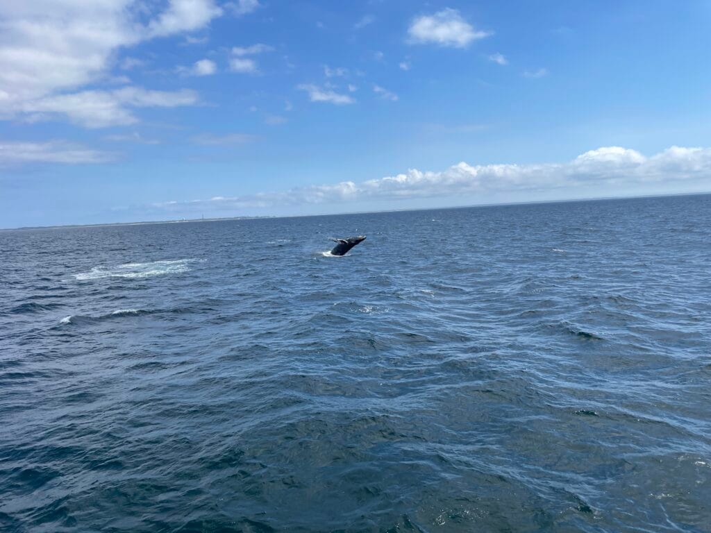 A humpback whale rises above the ocean surface. The waves on the ocean are mild and the sky is partly cloudy with very fluffy clouds.