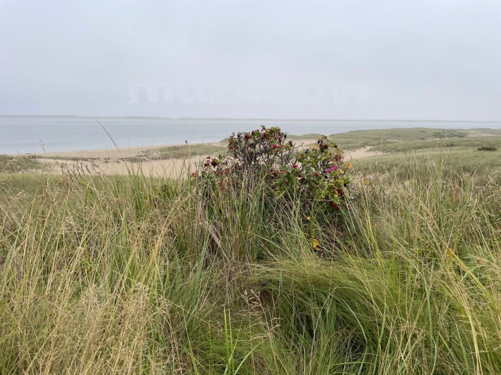 Under a completely grey-cloud sky there is a beach on the edge of an ocean. The foreground of the beach is covered with tall grasses and wildflowers. The wildflowers are making progress towards autumn.