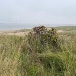 Under a completely grey-cloud sky there is a beach on the edge of an ocean. The foreground of the beach is covered with tall grasses and wildflowers. The wildflowers are making progress towards autumn.