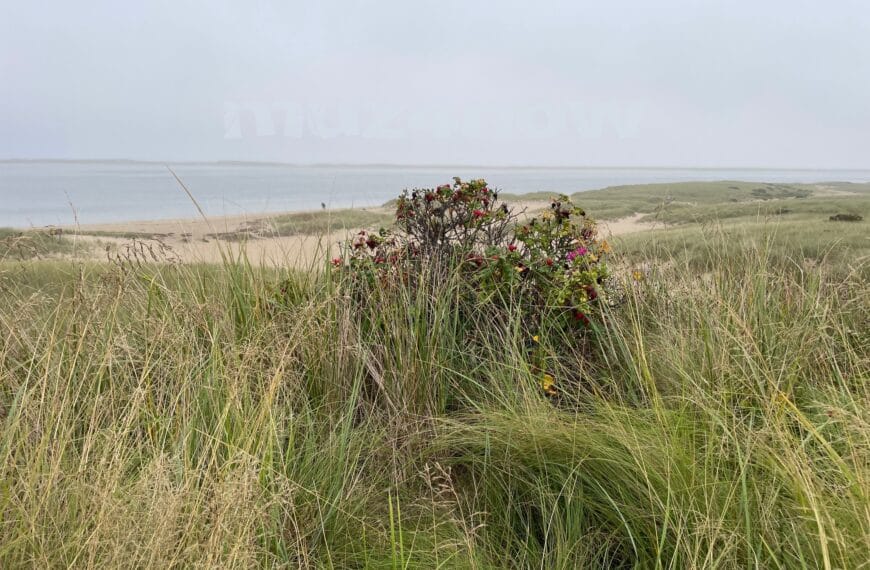 Under a completely grey-cloud sky there is a beach on the edge of an ocean. The foreground of the beach is covered with tall grasses and wildflowers. The wildflowers are making progress towards autumn.