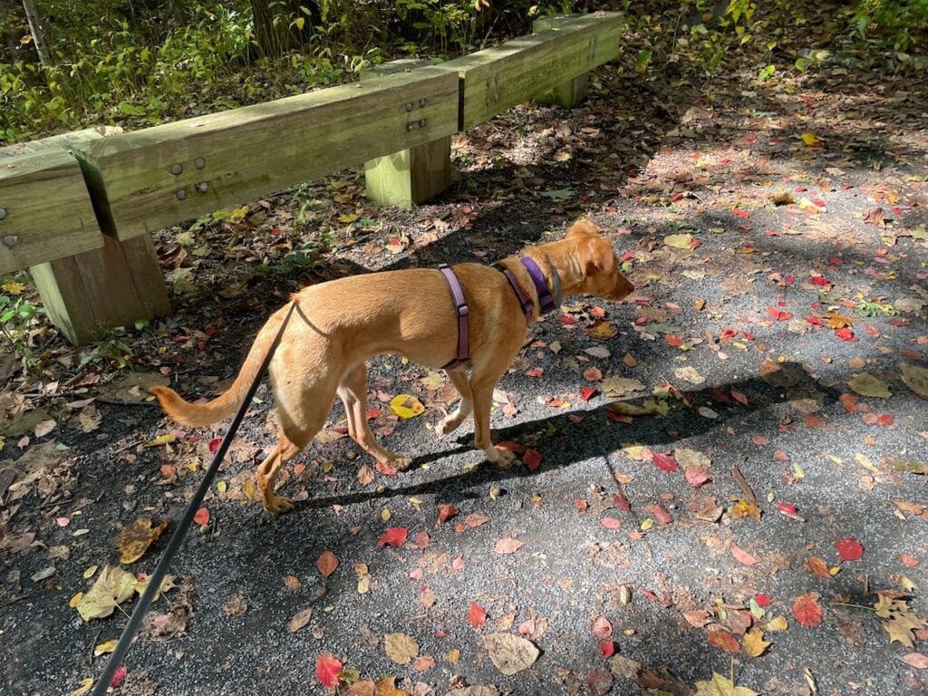 A brown dog wearing a halter and on a leash is walking on a trail speckled with red, yellow, and brown leaves. Behind the dog is a low, think fence made of treated lumber and held together by large bolts in square sets of four.