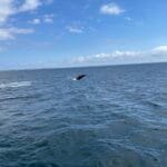 A humpback whale jumps out of the ocean.