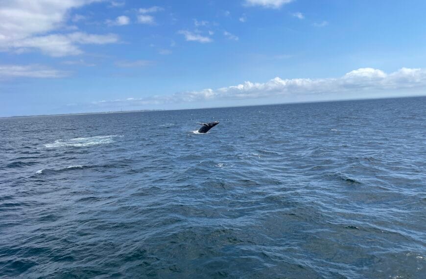 A humpback whale jumps out of the ocean.