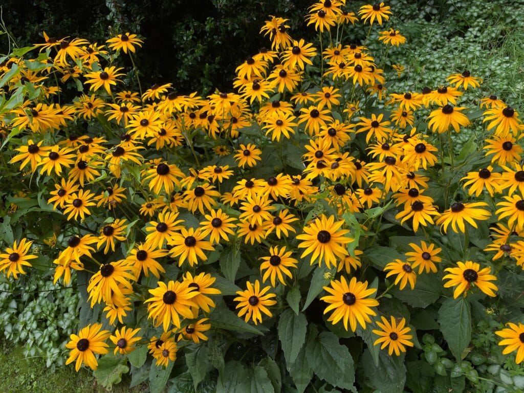 A large group of wild cone flowers - many blooms with long yellow petals and a dark brown center.