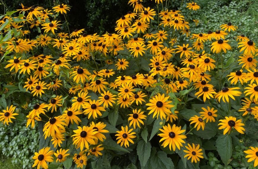 A large group of wild cone flowers - many blooms with long yellow petals and a dark brown center.