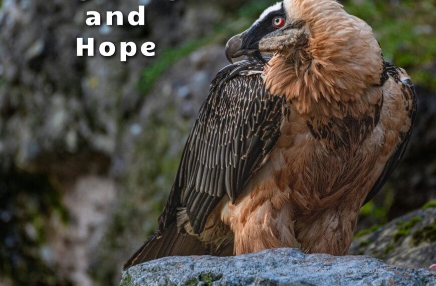 A bearded vulture stands on a grey rock. The bird is looking off to the left where the words "Mystery and Hope" a written. Below the photo are these words: by Stan Stewart - 5 instrumentals inspired by Persian instruments