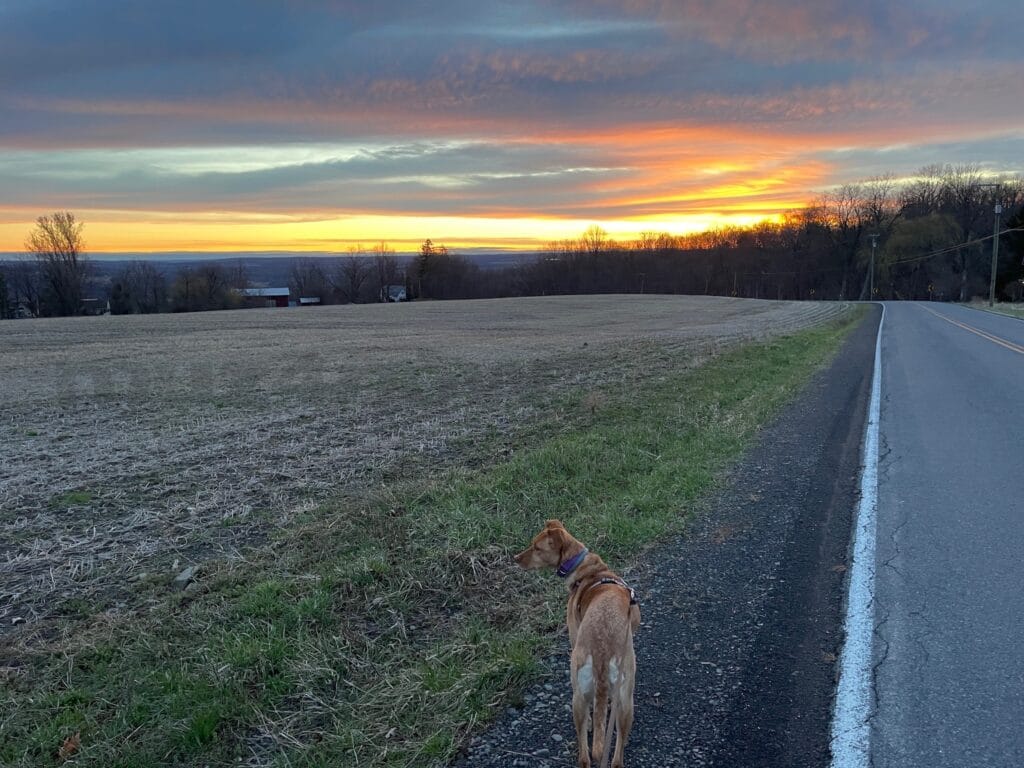 A brown dog stands beside a paved road as the horizon lights up from the rising sun. Sunrise changes everything.