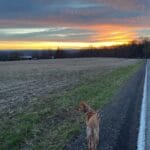 A brown dog stands beside a paved road as the horizon lights up from the rising sun. Sunrise changes everything.