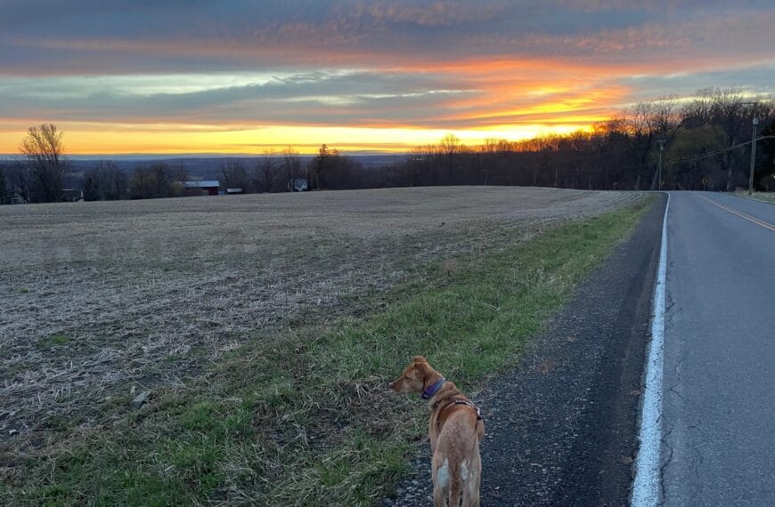 A brown dog stands beside a paved road as the horizon lights up from the rising sun. Sunrise changes everything.