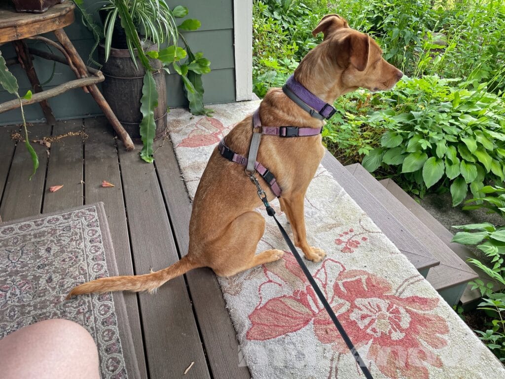 Counter to complexity: A brown dog (on a leash connected to her halter) sits on a porch looking out over a lush, green garden.