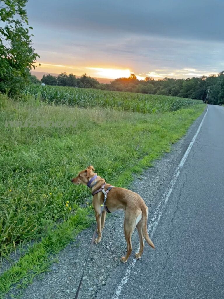 A brown dog stands at the side of a road. In the background, the golden sunrise contrasts with grey clouds. Dog walks can require collaborating.