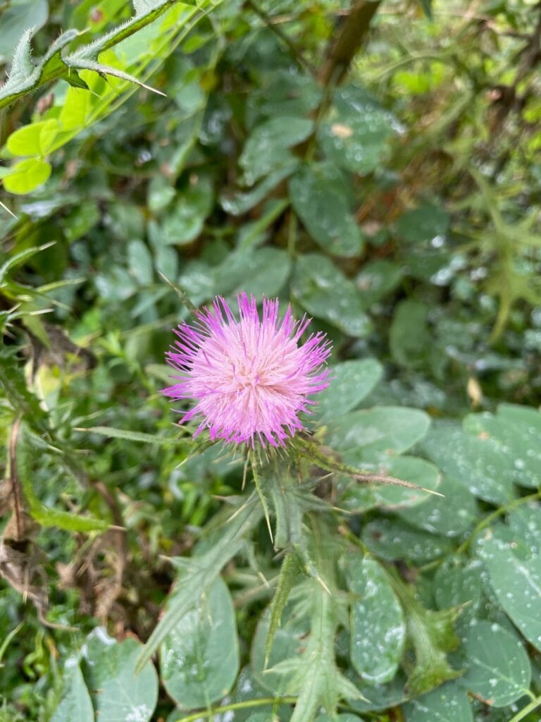 A lovely, purple thistle bloom is like the trickster attracting us to the dangers of its barbed leaves and stems.