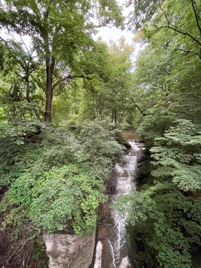 A stream and waterfall divide a lush green forest in two.