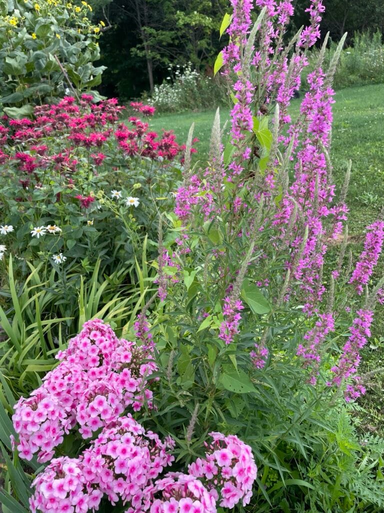 Pink, red, white, and yellow blooms fill a garden.
