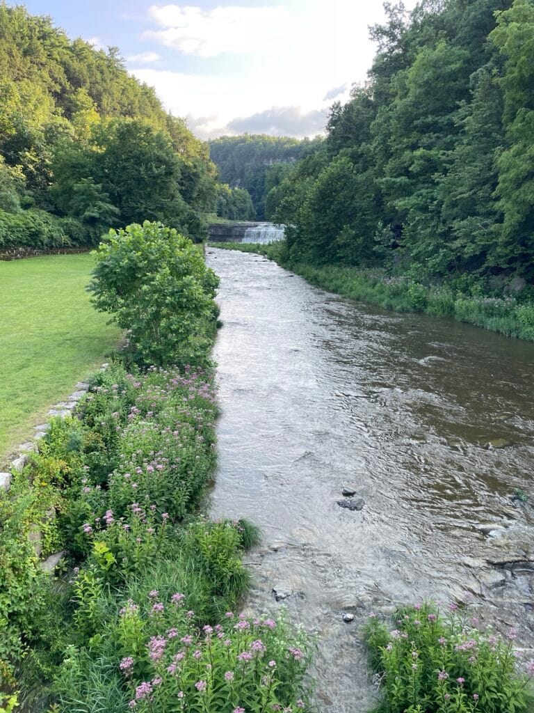 A river flows from a small, yet wide waterfall. All around the water is lush vegetation ranging from soft, pink flowers to tall trees of a forest.