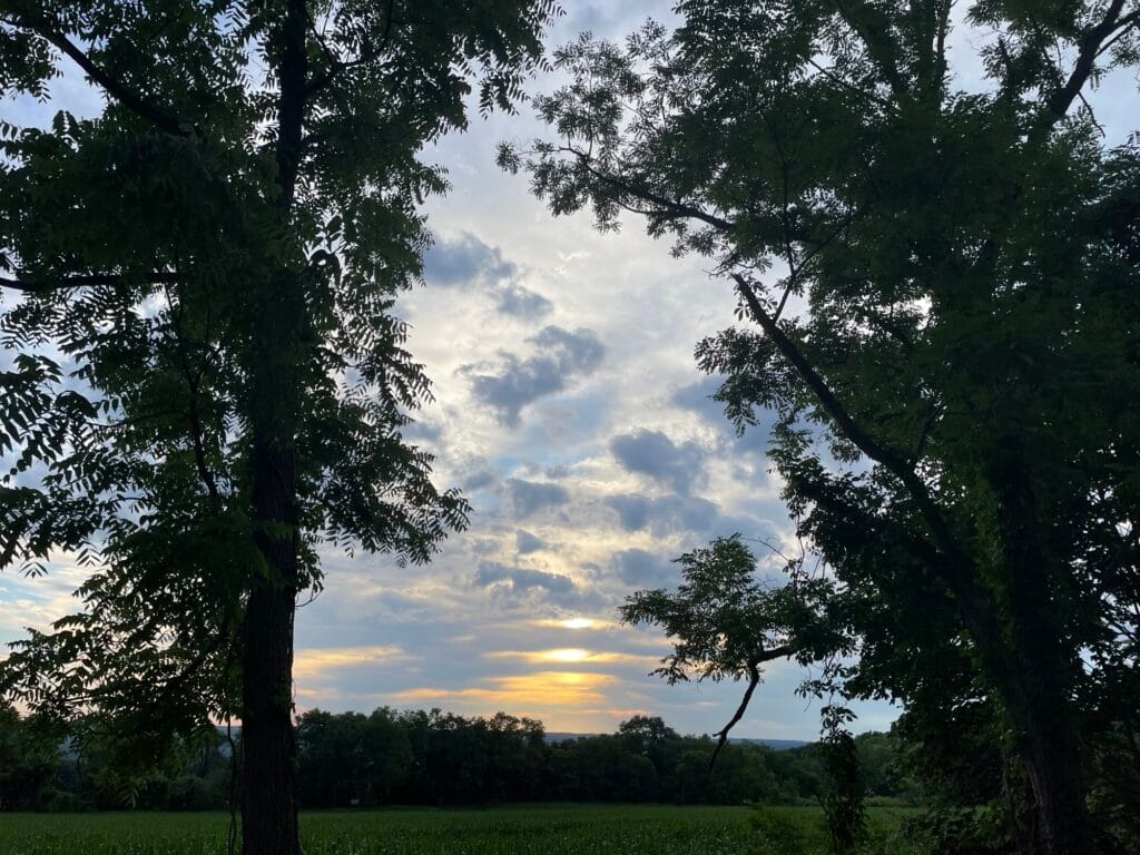 The golden setting sun is mostly hidden by clouds. It is framed on either side by the silhouette of trees.