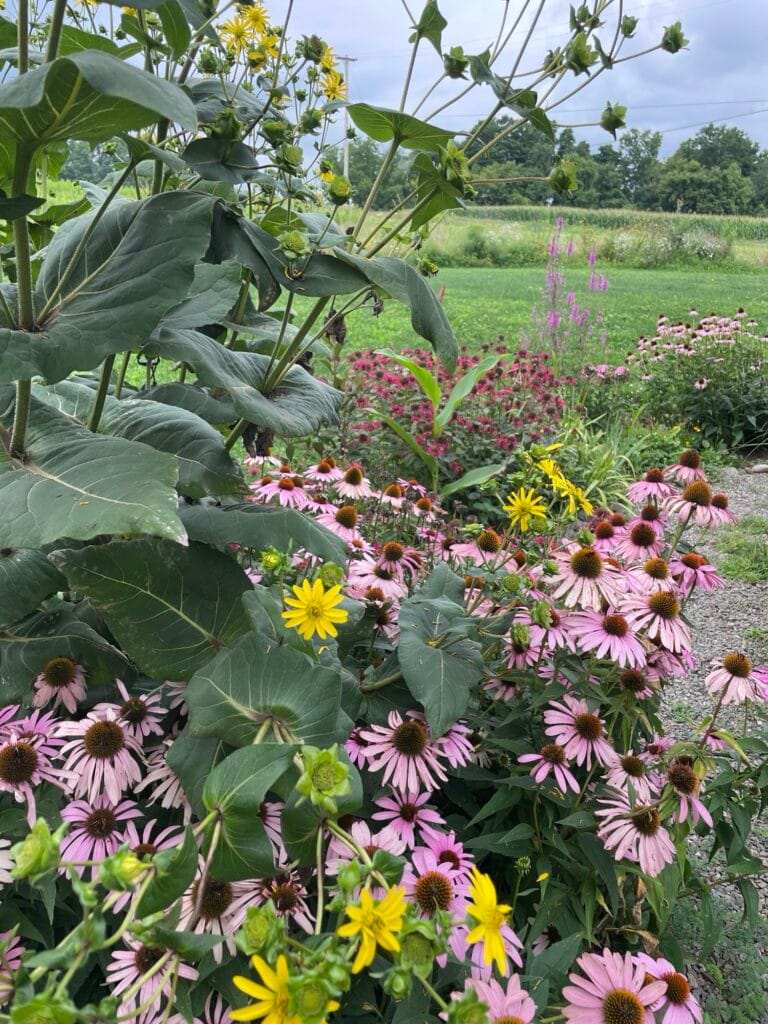 A variety of pink and yellow flowers fill a garden that looks like a haven for butterflies.