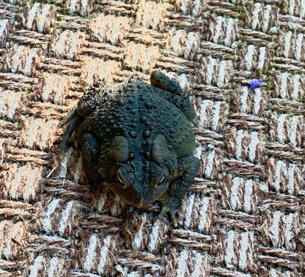 A large toad sits on a brown and white woven mat.