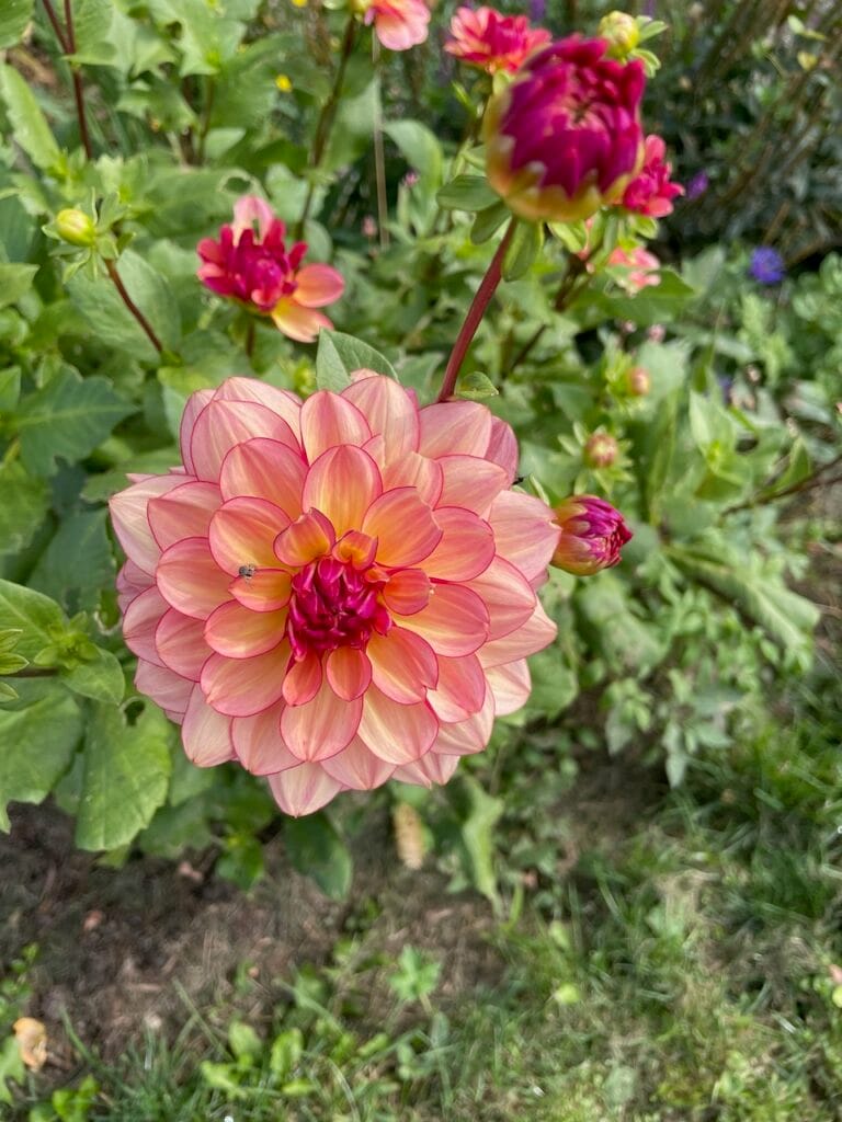 A pink bloom fills the foreground. Around and behind it are a variety of other flowers and greenery.