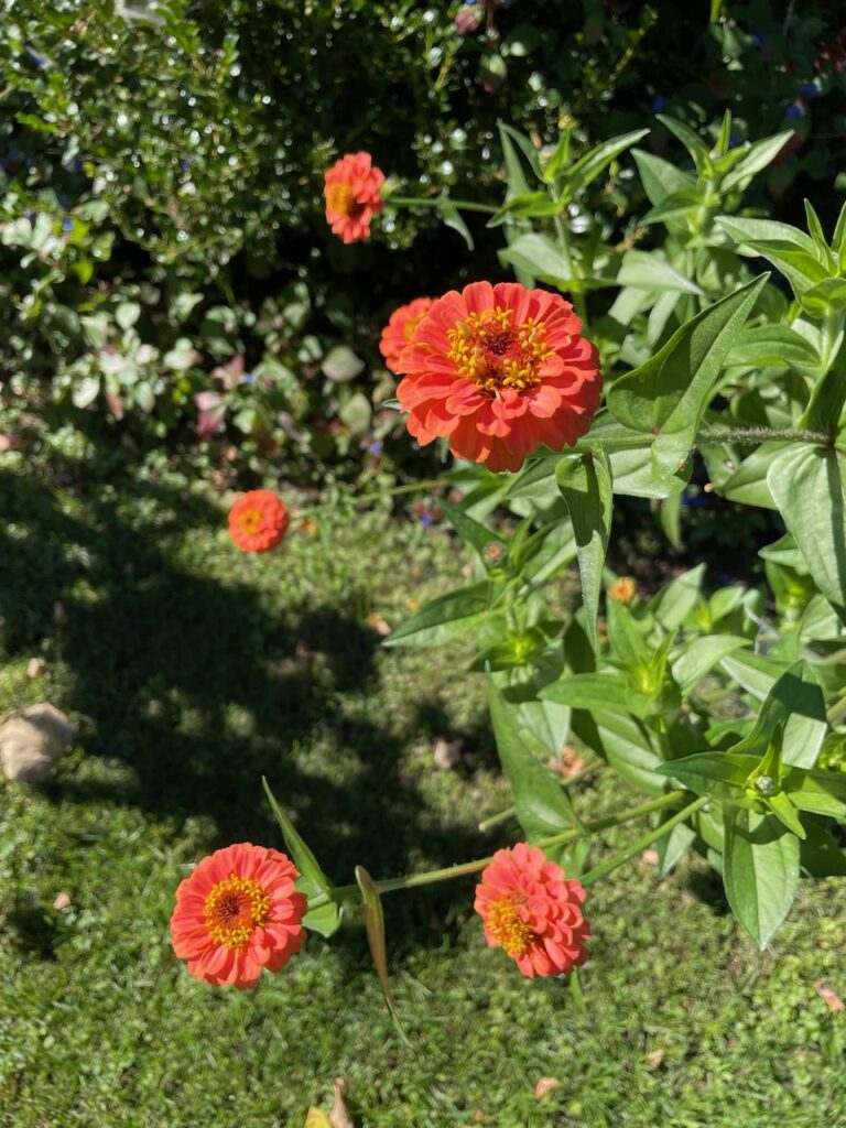 Multiple orange flowers with prominent yellow stamen are the highlight of this garden photo.