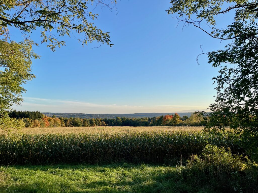 Between two trees in the foreground is a cornfield. Behind that field are autumn trees turning a variety of red, orange, and yellow.