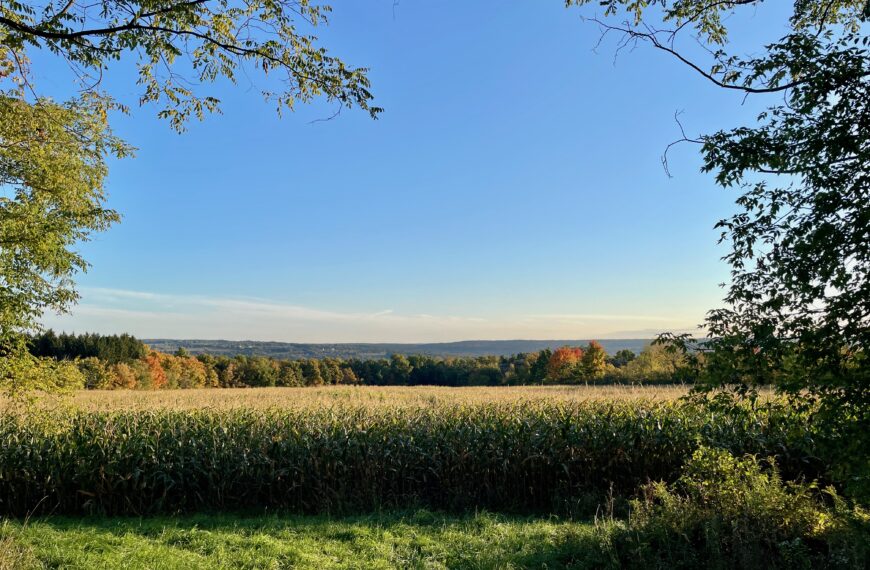 Between two trees in the foreground is a cornfield. Behind that field are autumn trees turning a variety of red, orange, and yellow.