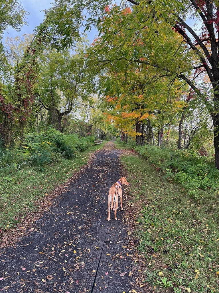 A brown dog is on a stone trail in a forest. The trees have orange, yellow, and red leaves in addition to the usual green ones.